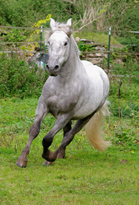 Spanish Norman Horse 1 (36)